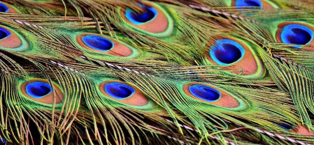 Detailaufnahme der Federn eine Pfaus mit vielen Augen