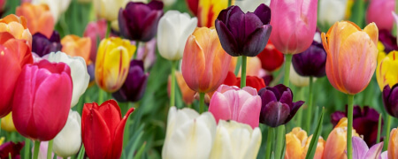 Ego State Coaching-Ausbildung in Berlin