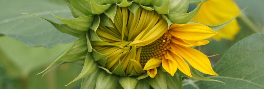 Positive Psychologie Ausbildung in Berlin