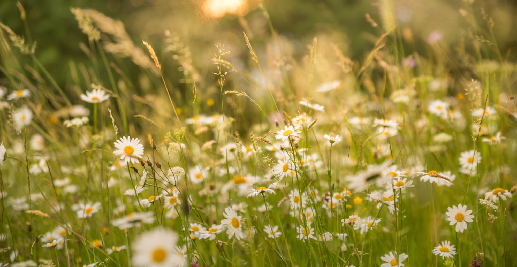 Jahresausbildung Gewaltfreie Kommunikation