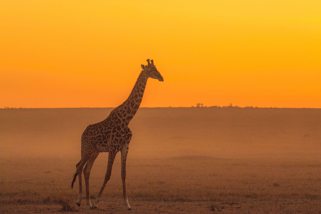 Empathisch kommunizieren mit Gewaltfreier Kommunikation