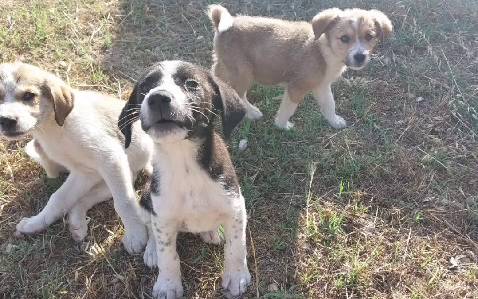 5 kleine Hunde aus Sizilien suchen ein Zuhause