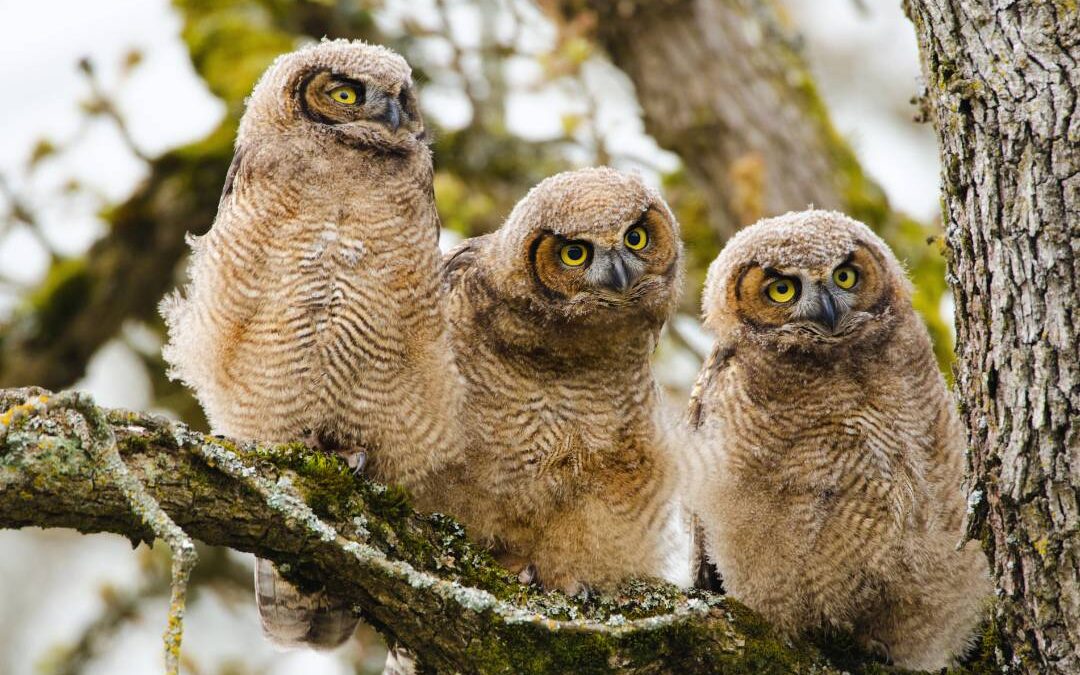 Voice Dialogue – Teil 1: Ein spiritueller Ansatz zur Arbeit mit inneren Anteilen