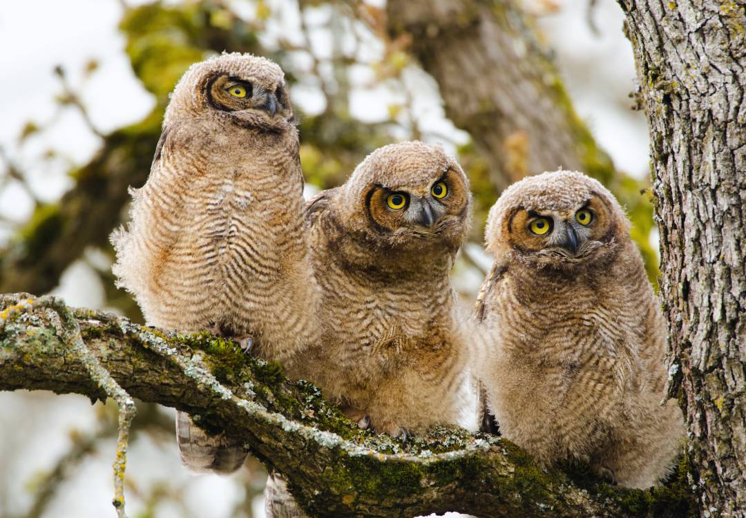 3 Eulen im Baum