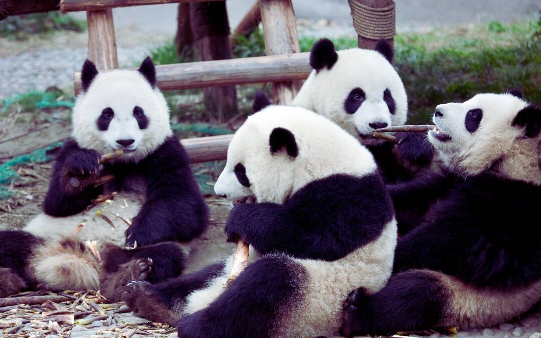 Voice Dialogue – Teil 2: Übungen und Fallbeispiele