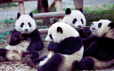 Voice Dialogue – Teil 2: Übungen und Fallbeispiele