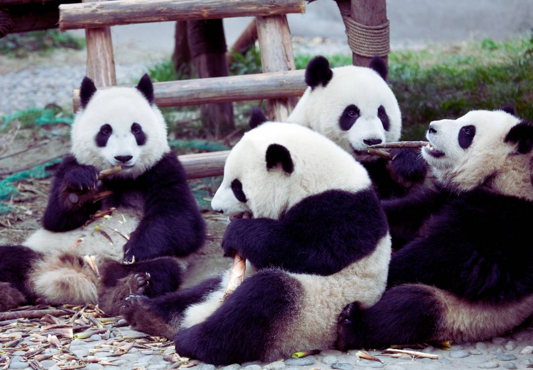 Eine Gruppe von Panda Bären essen